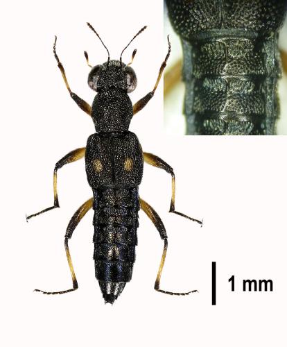 Stenus bimaculatus